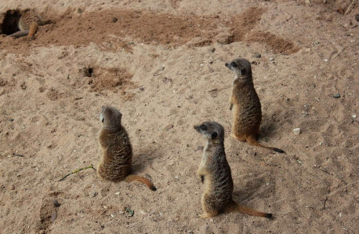 Animals The Meerkats Zoo