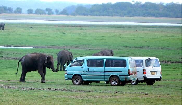 Minneriya National Park