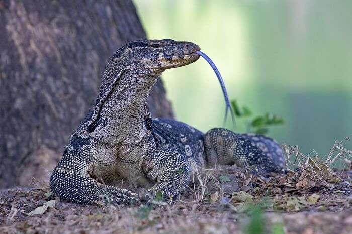 spot monitor lizards at gir national park