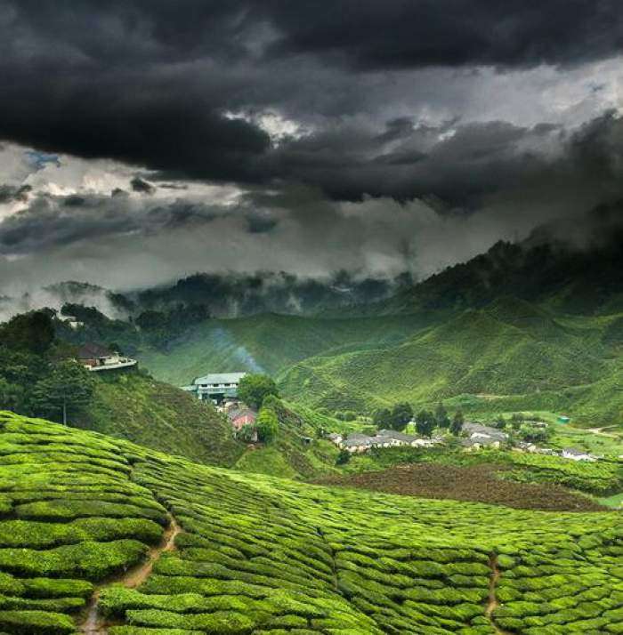 Munnar-The-Stupendous-Hill-Station-in-Kerala-TravelTriangle1