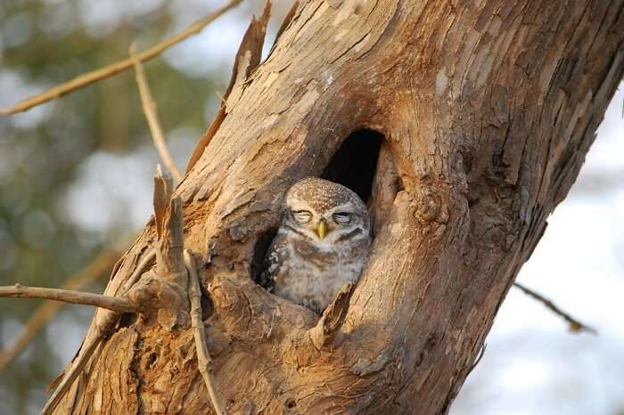 spot sleepy owls at gir