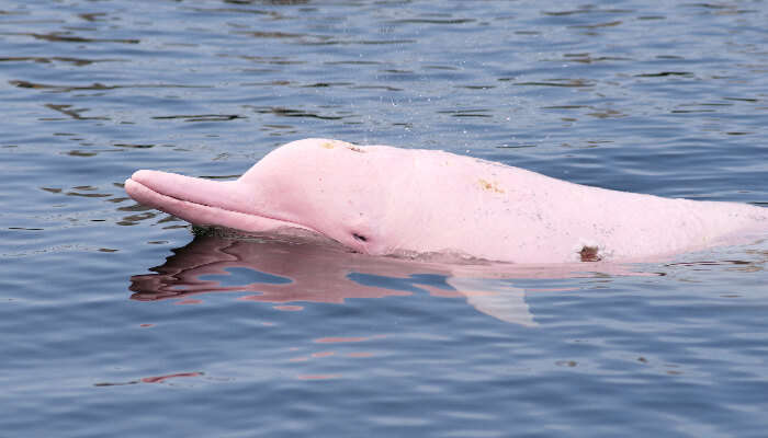 Pink Dolphin Watching