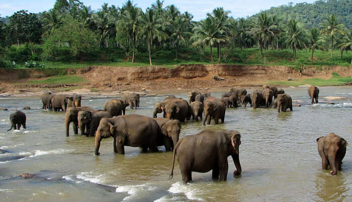 Pinnawala Elephant Orphanage