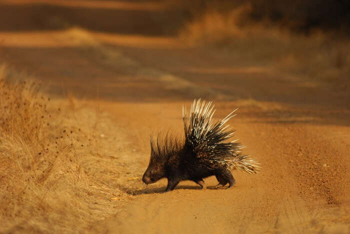spot porcupines at gir national park