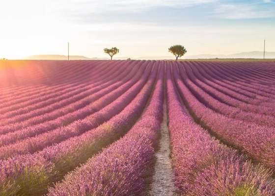 Lavender fields in Provence, Italy