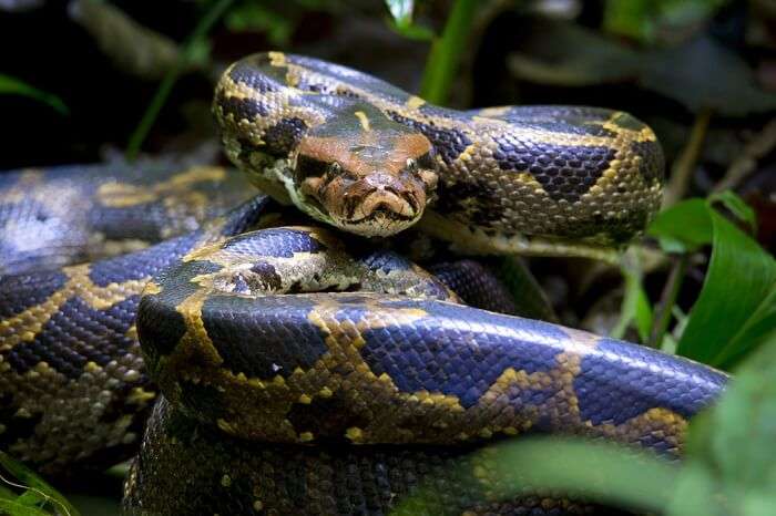 spot pythons at gir national park