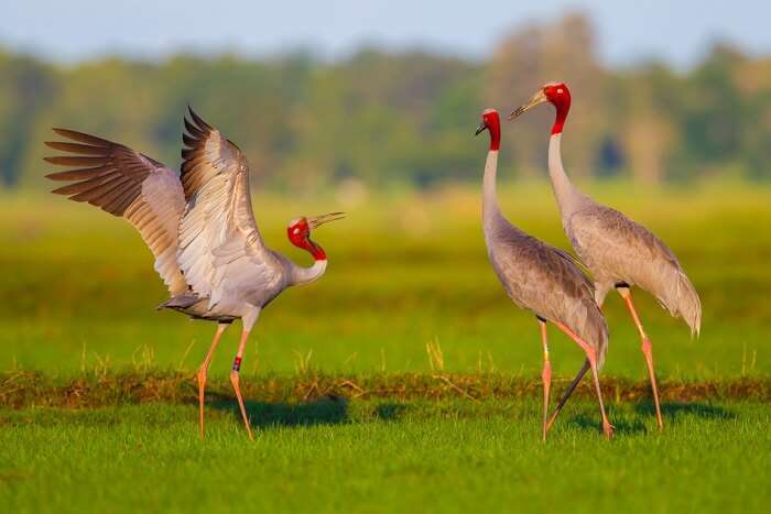 spot Sarus crane at gir