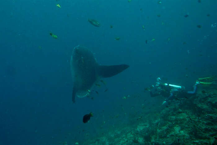 Snorkel Off Crystal Bay