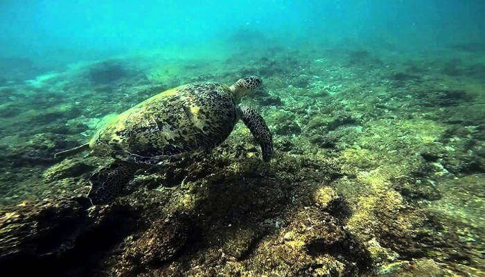 Snorkeling in Hikkaduwa_24th oct