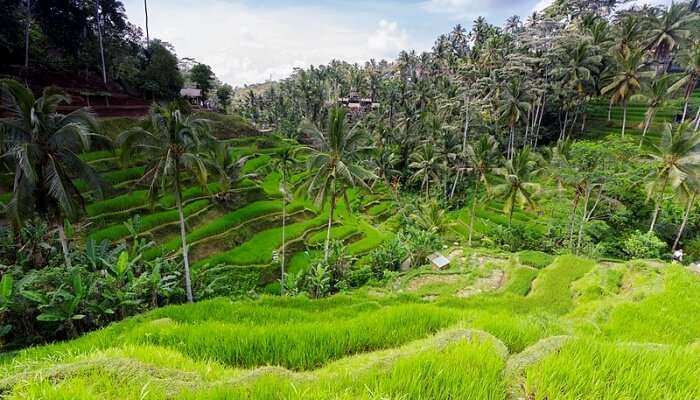 Tegalalang Rice Terraces