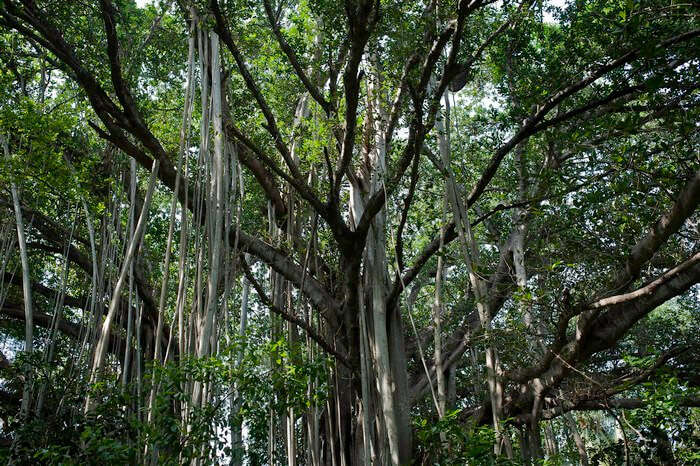 The Banyan tree in the Theosophical Society hosts of ghosts that scream after the sunset