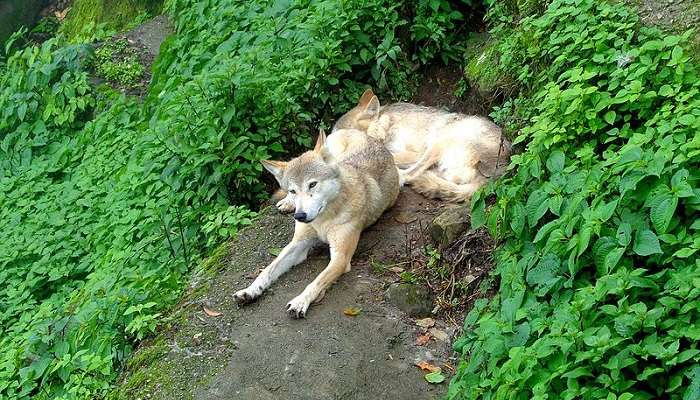 The Padmaja Naidu Himalayan Zoological Park