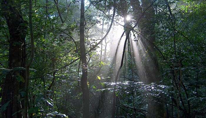 Udawattakele Forest Reserve