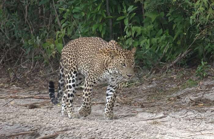 Cheetah View