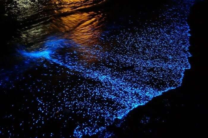 Bioluminescence at Havelock Island