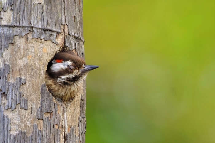 spot Woodpeckers at gir