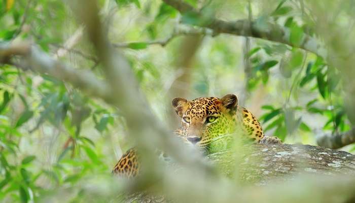 Yala National Park