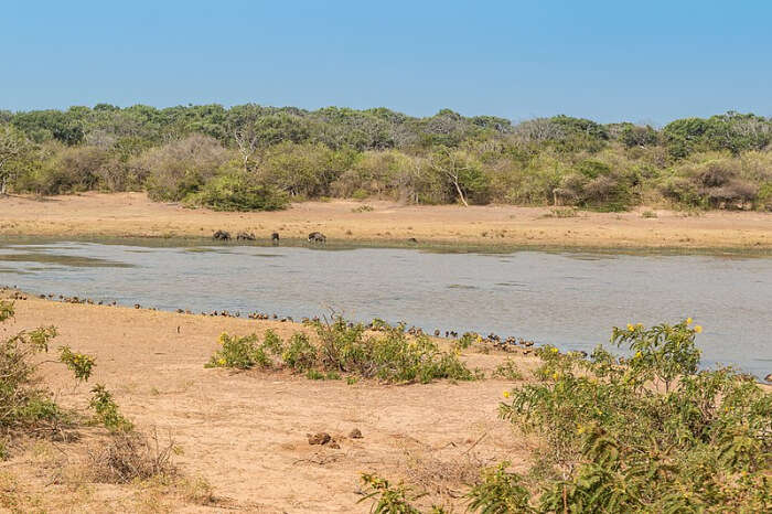 Yala Safari