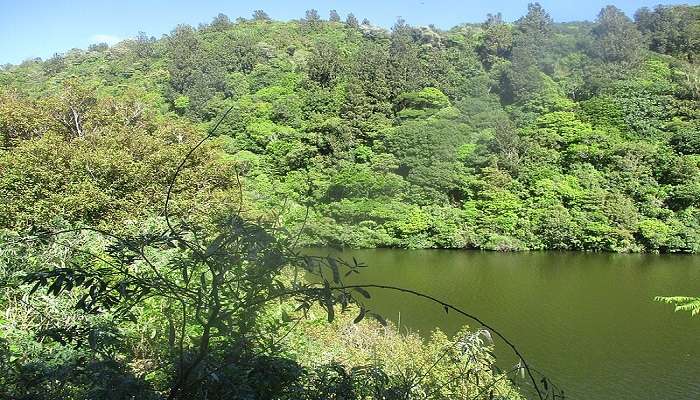 If you think you’re the next Louis Armstrong, it’s time to look around the wonderful world of ZEALANDIA