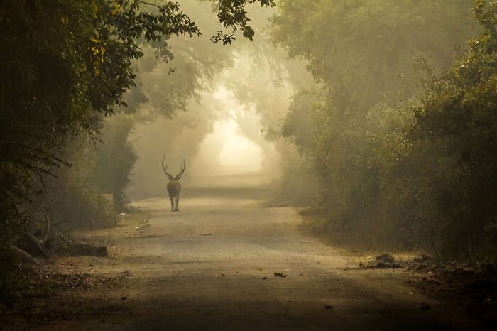 barasingha in bharatapur
