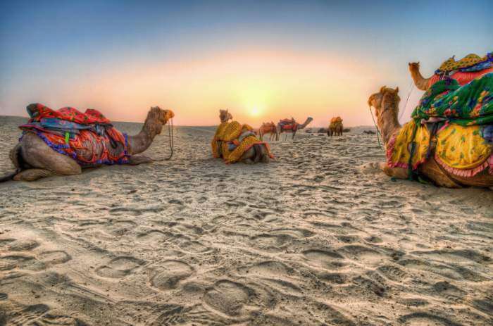 camel-in-Rajasthan