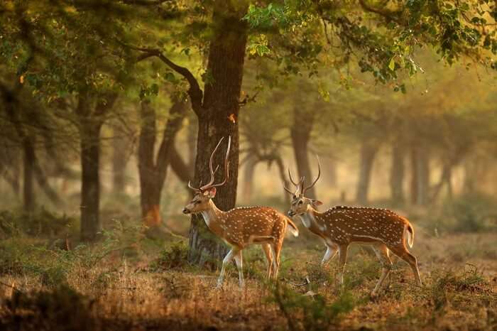 chital in bharatapur