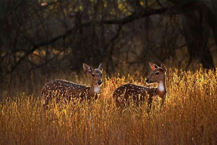 spot deer at gir