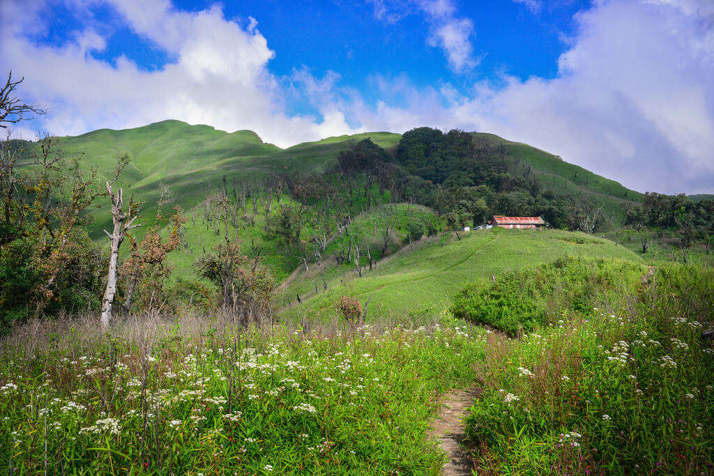 White flowers blooming in Dzukou Valley