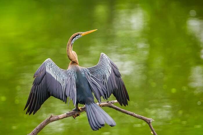 indian darter in bharatapur