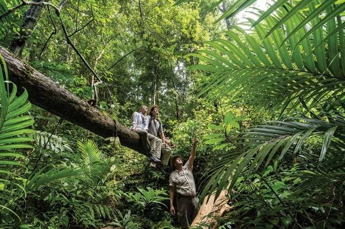 Tourists trekking through the rainforests in Langkawi