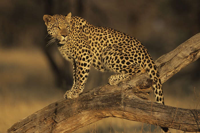 spot leaopards at gir national park