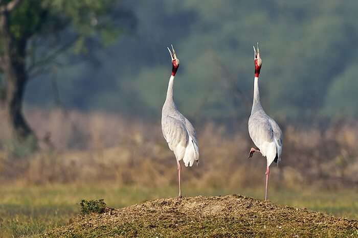 migratory birds in bharatapur
