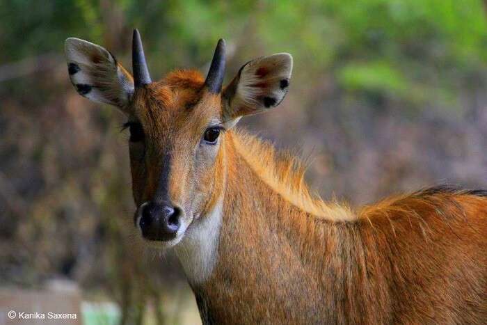 spot nilgai at gir national park