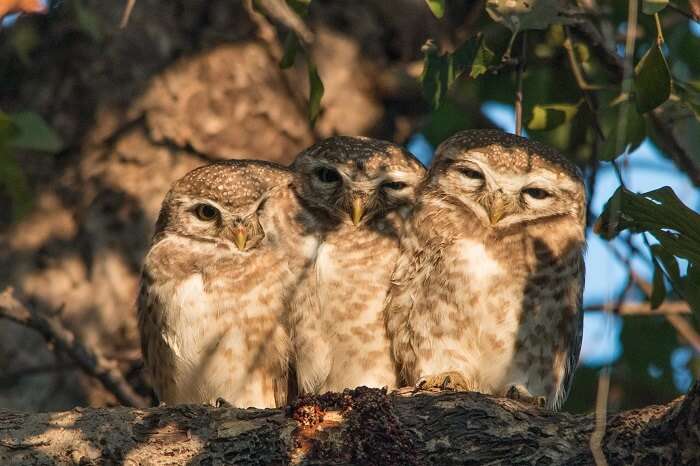 owl in bharatapur