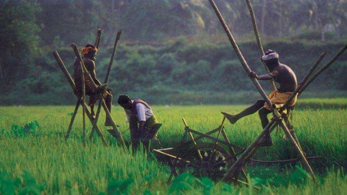 Men working in the paddy fields of the village of Karumadi in Alleppey