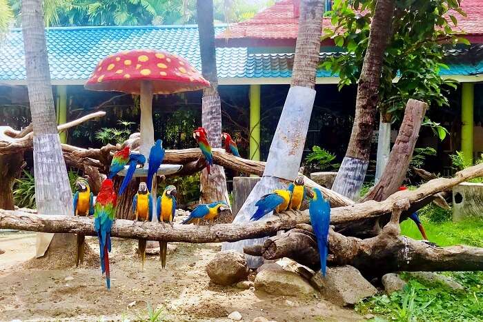 pooja thailand trip day 5 safari world parrots on tree