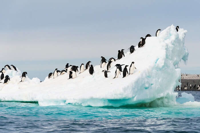 Adelie penguins colony on the iceberg in Antarctica