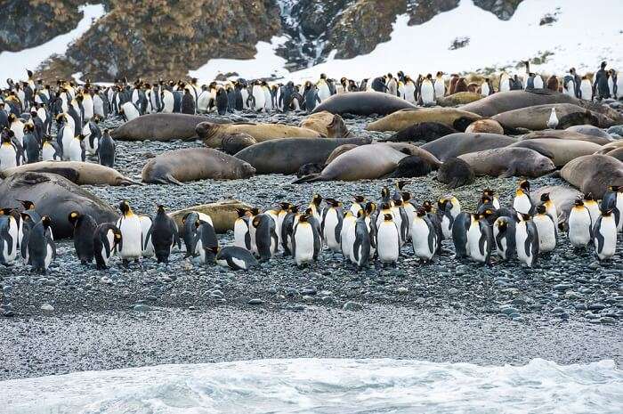 A snap capturing walruses and penguins on an island in Antarctica