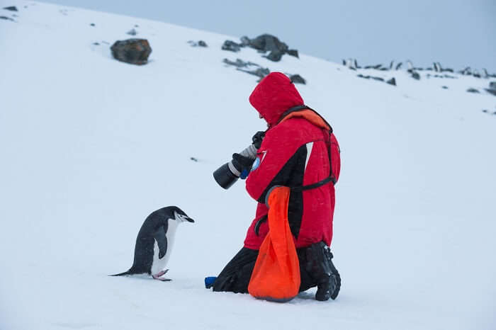 Tourist taking photo of Chinstrap penguin in Antarctica