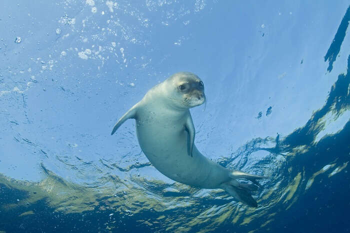 Critically endangered Mediterranean monk seal