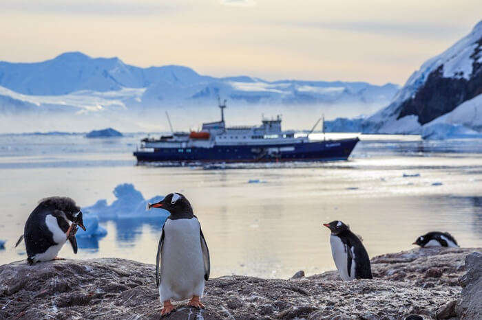 A snap of Gentoo penguins standing on the rocks and cruise ship in the background at Neco bay in Antarctica