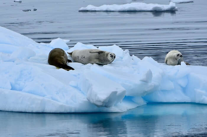 Seals lounging on ice in the Errera Channel in Antarctica