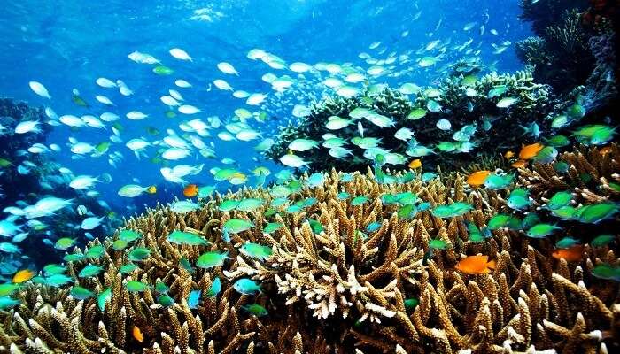 Blue-green Chromis schooling above finger corals underwater menjangan island