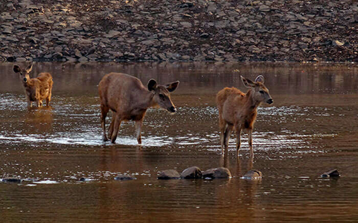 Deer lake in Silvassa