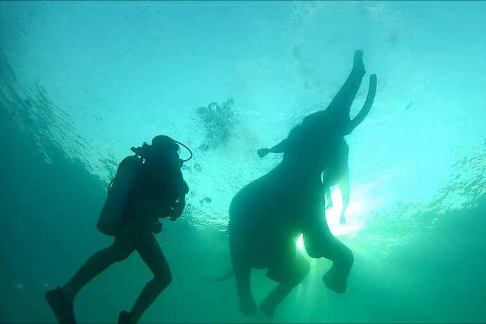 swimming with elephant in Andaman