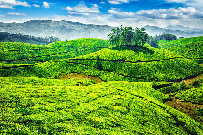 munnar tour photos