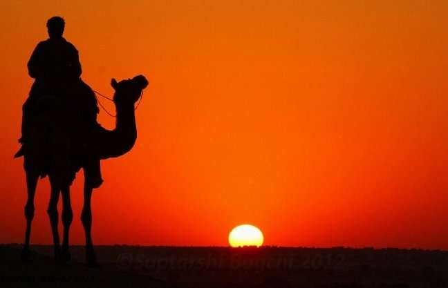 camel safari near wild desert resort