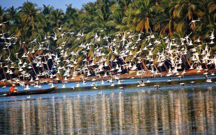 Bird watching with a houseboat stay on Vembanad Lake in Kumarakom, Kerala
