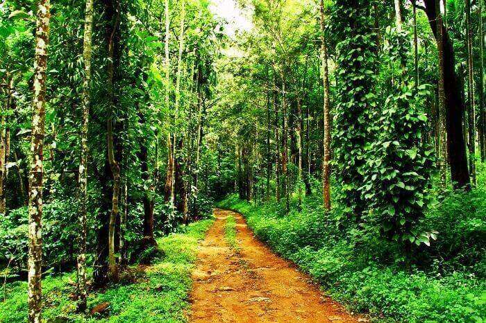 32 Entrancing Things To Do In Kerala In 2019 Traveltriangle 