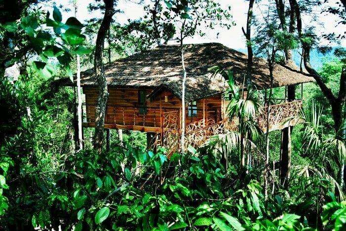 Get closer to nature while staying in a tree houses in Wayanad, Munnar, Kerala